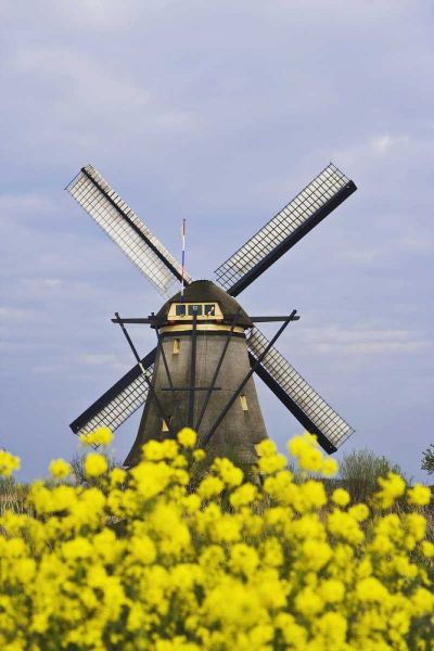 Netherlands, Kinderdijk Windmill with flowers